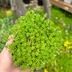 ランキングキーワードに紐づく投稿画像-多肉植物
