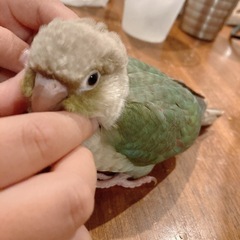 ウロコインコ★ブルーシナモン♂ 1号くん