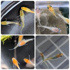 ブランドメダカ ミックス 針子 10匹➕α めだか ラメ 紅白 ...