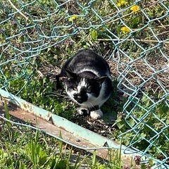 のらねこくん　登米市から車で50分以内の里親さんのみ募集 - 登米市