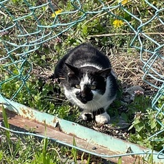 のらねこくん　代理投稿