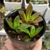 ランキングキーワードに紐づく投稿画像-多肉植物