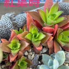多肉植物　クラッスラ属　紅葉祭りの画像