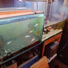 熱帯魚、淡水魚　アクアリウム用品の処分、買い取り