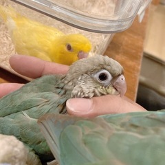 ウロコインコ★ブルーシナモン♂２号くん