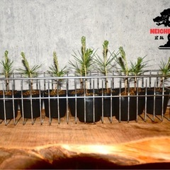 実生　黒松　苗木