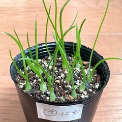 実生　コーダツム③   小さめ12玉