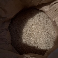 取引中　令和6年産あきたこまち 冷暗所保管 30kg 玄米