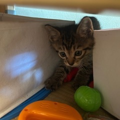 子猫ちゃん