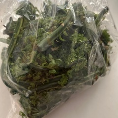 こごみ　採れたて
