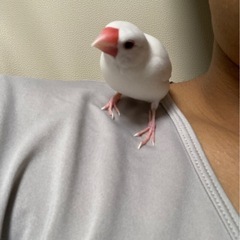 鳥撫でさせてください！