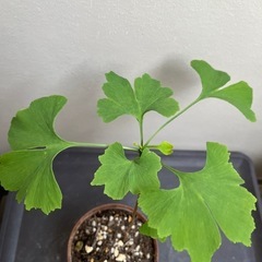 植物 イチョウ苗 鉢ごと  