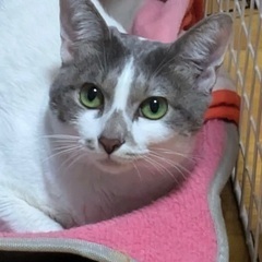 代理投稿 ツンデレハチワレちゃん