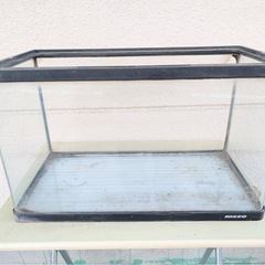 保管品　水槽　金魚　魚