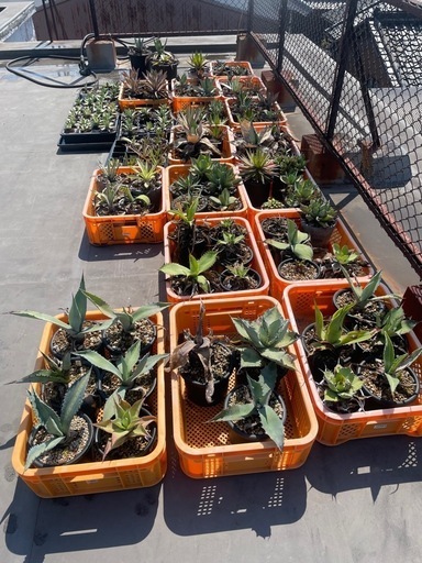 アガベ、マンガベ写真全部