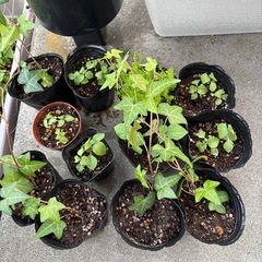 野菜、植物の苗と交換してください
