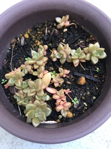 多肉植物、ブロンズ姫、抜き苗10本とおまけ付き（多肉植物