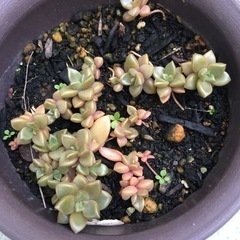 多肉植物・ブロンズ姫(抜き苗)