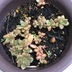ランキングキーワードに紐づく投稿画像-多肉植物