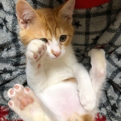ねこちゃん3、5ヶ月
