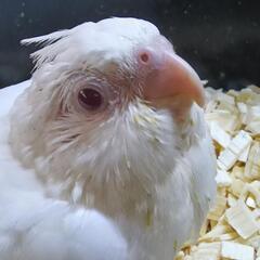アルビノオカメインコ