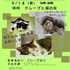 保護猫譲渡会5/18(日)