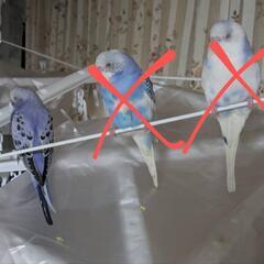 インコ里親募集します‪🦜‬(残り1羽)