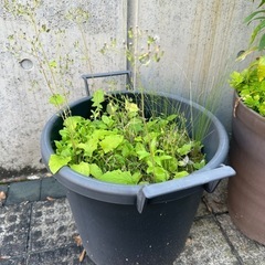 お引取先決定　【差し上げます】植木鉢 
