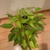 ランキングキーワードに紐づく投稿画像-観葉植物