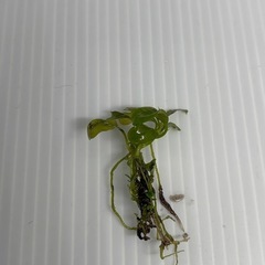 ブセファランドラ・ピグミーの画像