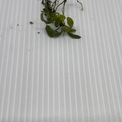 ブセファランドラ・ピグミーの画像