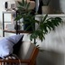 ランキングキーワードに紐づく投稿画像-観葉植物
