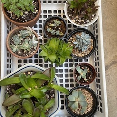 植物 多肉植物 多肉 9個　鉢ごと　