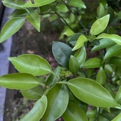 アゲハ蝶育てたい方