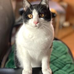 ハチワレ子猫【かえで♂】