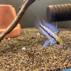 Ap.トリファスキアータ（ブリード）の稚魚5匹_____20250513の画像