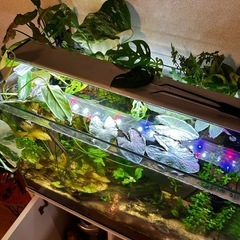 ガラス水槽60cmセット
の画像