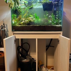 ガラス水槽60cm