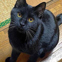 ★里親決定★ふわふわ毛並みの抱っこ大好き黒猫【もみじ♂】※永年預かり対象猫 - 標津郡
