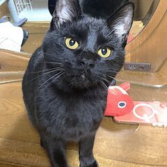 ★里親決定★ふわふわ毛並みの抱っこ大好き黒猫【もみじ♂】※永年預かり対象猫 − 北海道