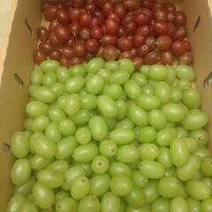 お値下げ中　③6500円相当分 皮ごと食べられるブドウ🍇ぶどう ...