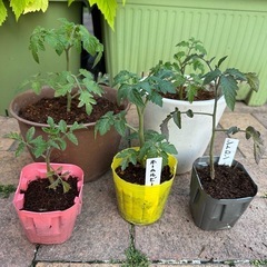 【お話し中】 🍅ミニトマトの苗🍅5株セット　色んな種類を育てたい...