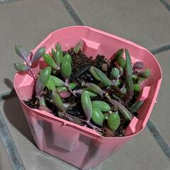 ルビーネックレス🌱多肉植物【100円】