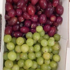 ③3240円相当分 ⭕皮ごと食べられるブドウ🍇ぶどう 種なし 1...