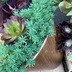 ランキングキーワードに紐づく投稿画像-多肉植物