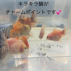 金魚可愛いらしく育ちました💕5匹セット