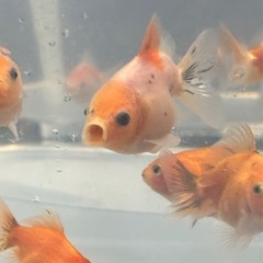 金魚可愛いらしく育ちました💕5匹セットの画像