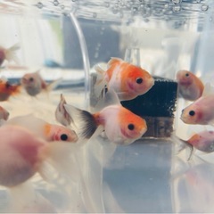 金魚可愛いらしく育ちました💕5匹セットの画像