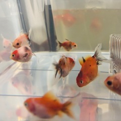 金魚可愛いらしく育ちました💕5匹セットの画像