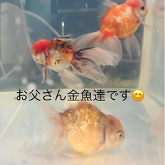 金魚可愛いらしく育ちました💕5匹セットの画像
